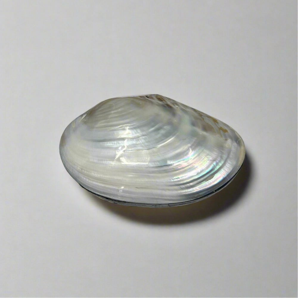 White Iridescent Shell Jewelry Box