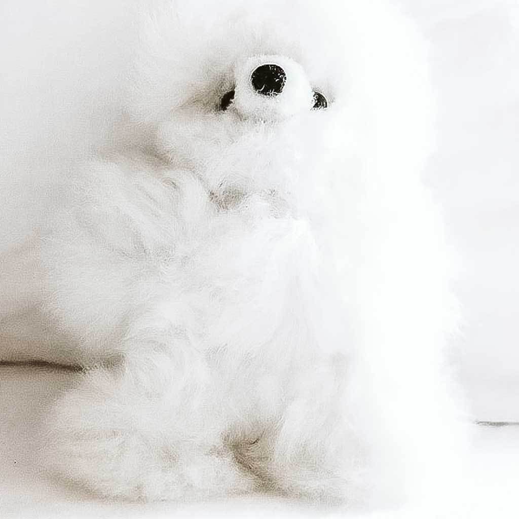 Alpaga Animal - Ours