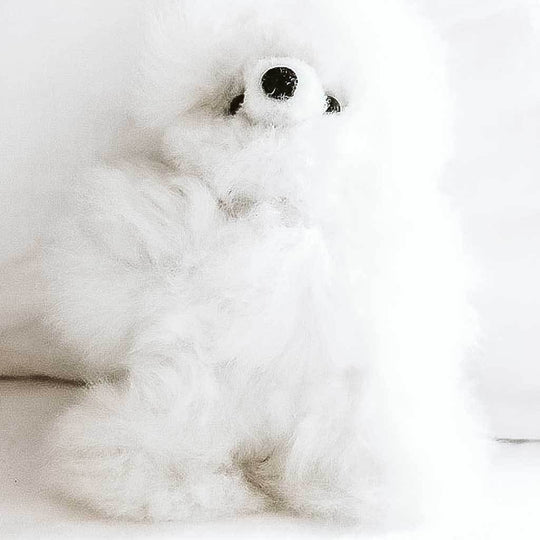 Alpaga Animal - Ours