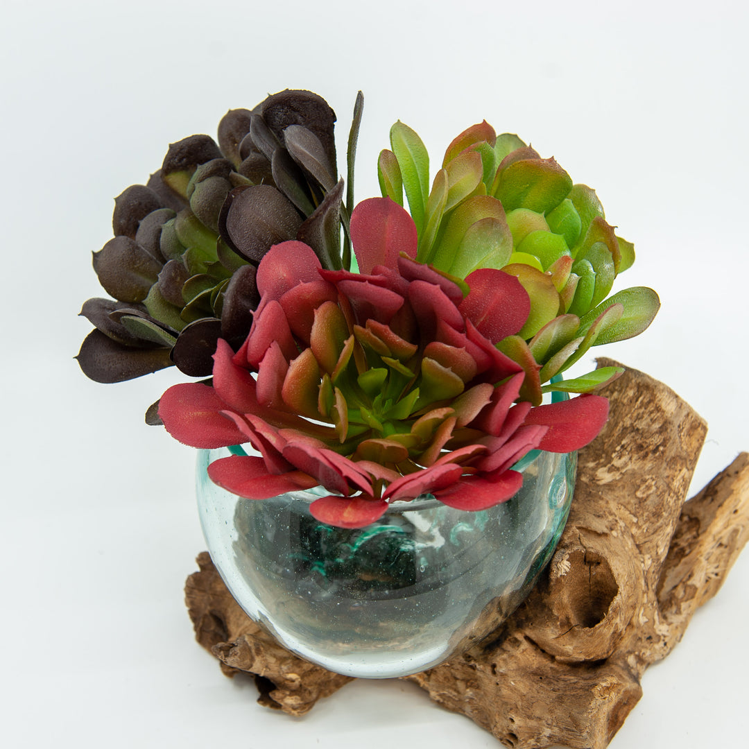 Aeonium Arboreum Faux Succulent