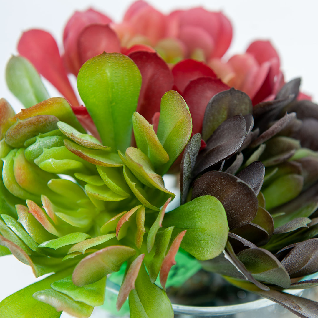 Aeonium Arboreum Faux Succulent