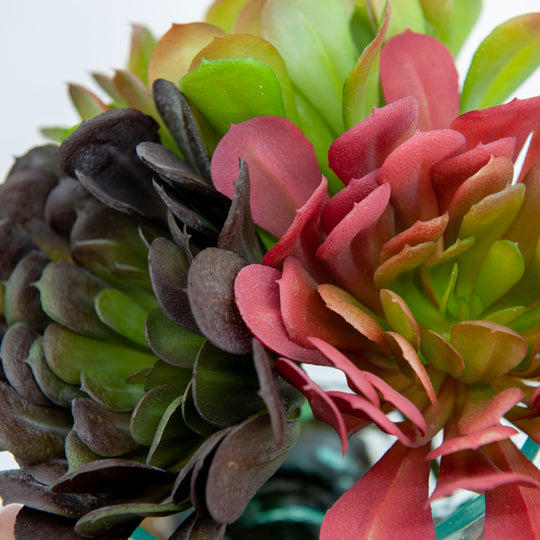 Aeonium Arboreum Faux Succulent