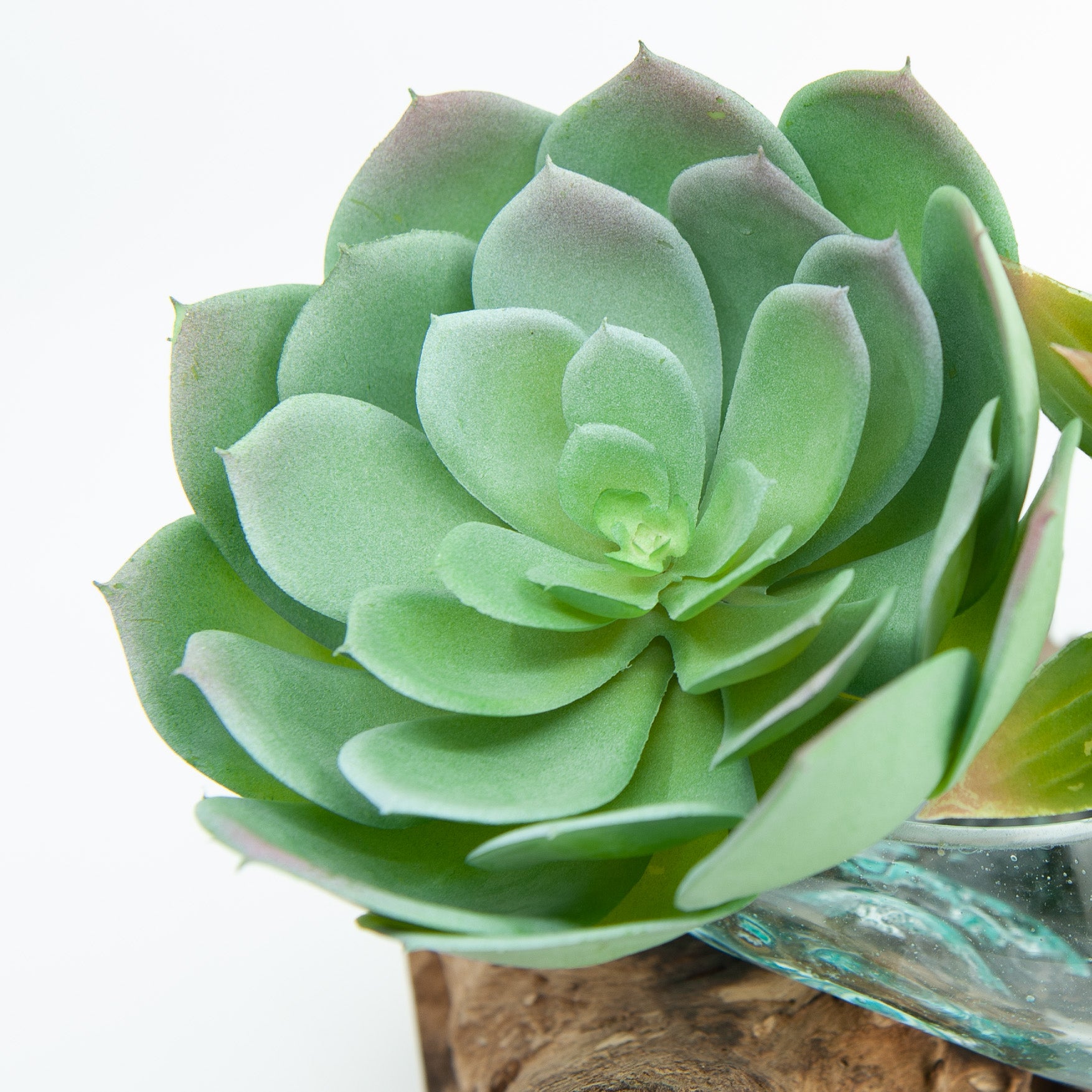 echeveria imbricata succulent Echeveria Imbricata Faux Succulent – One World Bazaar