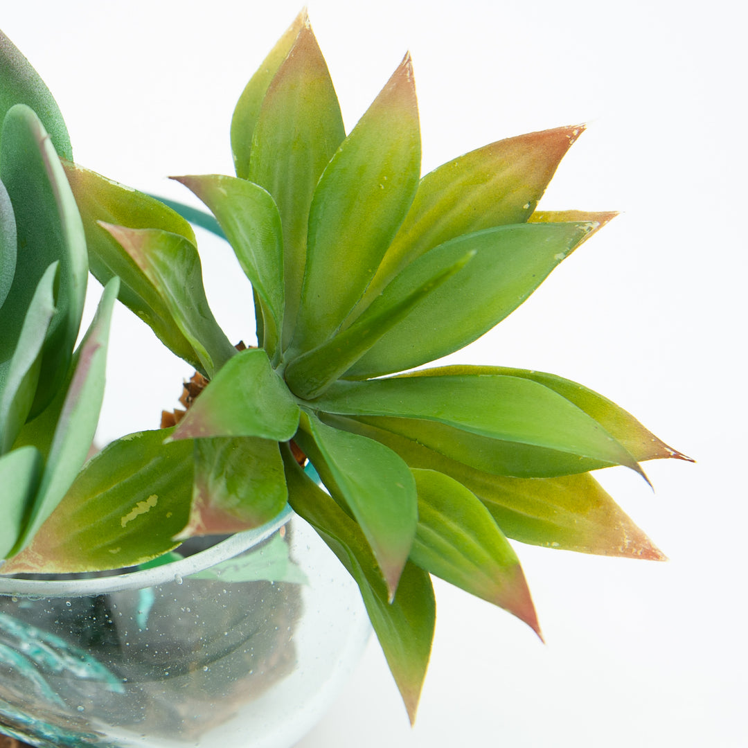 Euphorbia Bupleurifolia Faux Succulent