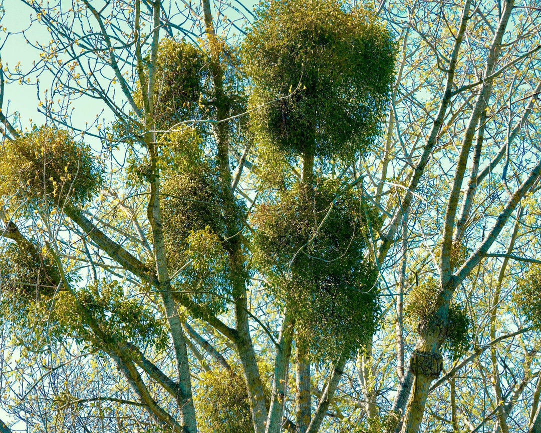 From Tree to Treasure: Parasite Wood