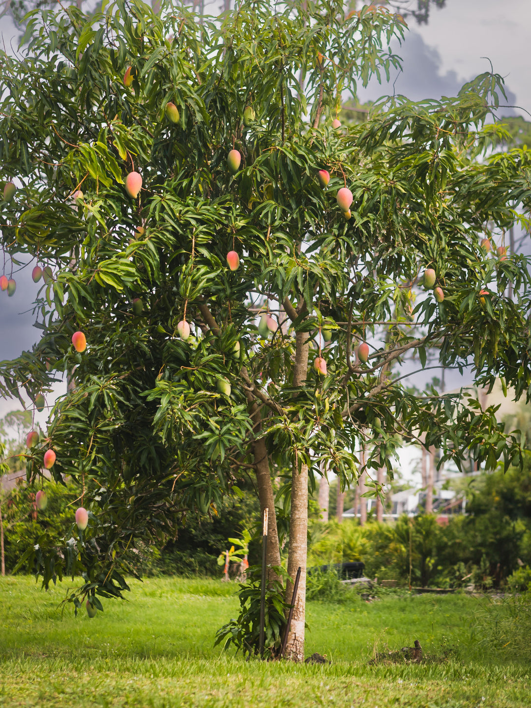 From Tree to Treasure: Mango Wood