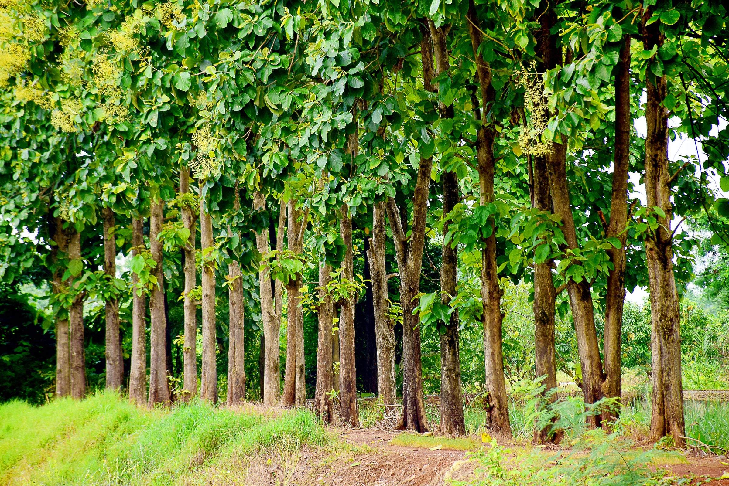Teak Treasures