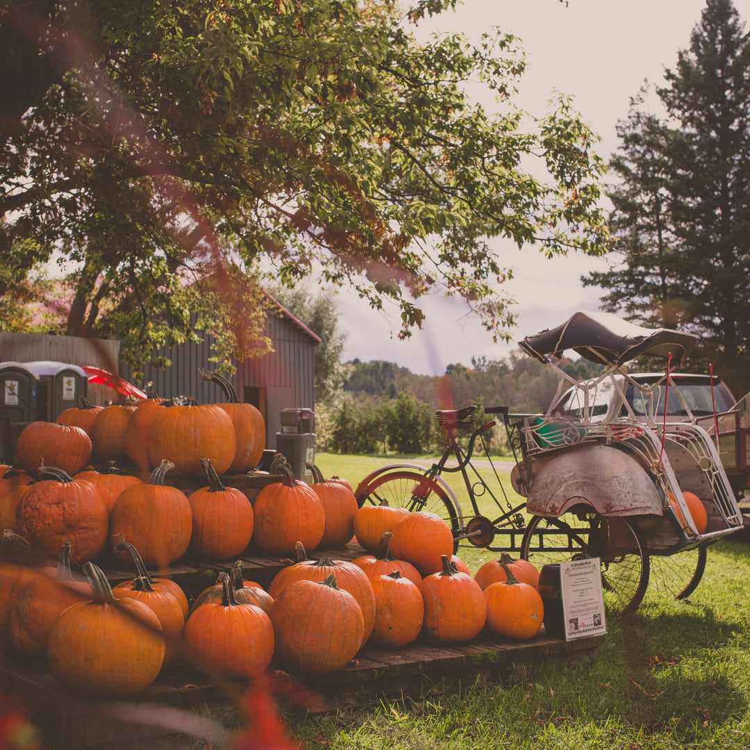 Pumpkins on a cart with a vintage bicycle in an outdoor setting
