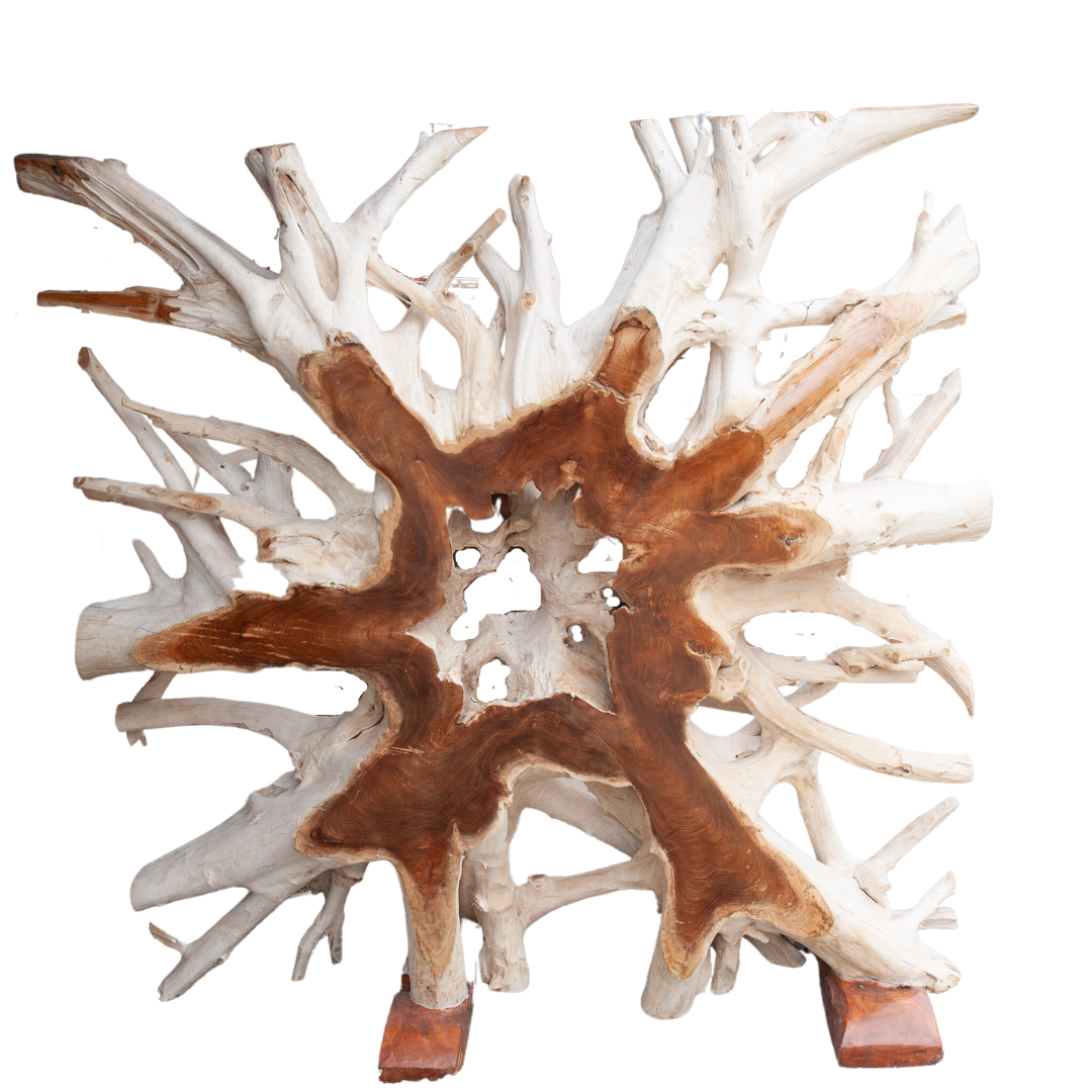 An image of an Indonesian Teak Root Sculpture. This unique sculpture showcases the raw beauty and organic form of a teak tree root. The sculpture captures the essence of nature's artistry, with its intricate twists, turns, and natural contours. This Indonesian Teak Root Sculpture is a stunning artistic statement that brings a touch of the outdoors into any space, celebrating the natural beauty of teak wood